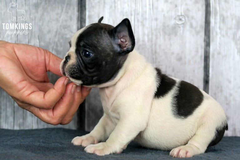 Black pied French bulldog - TomKings Puppies