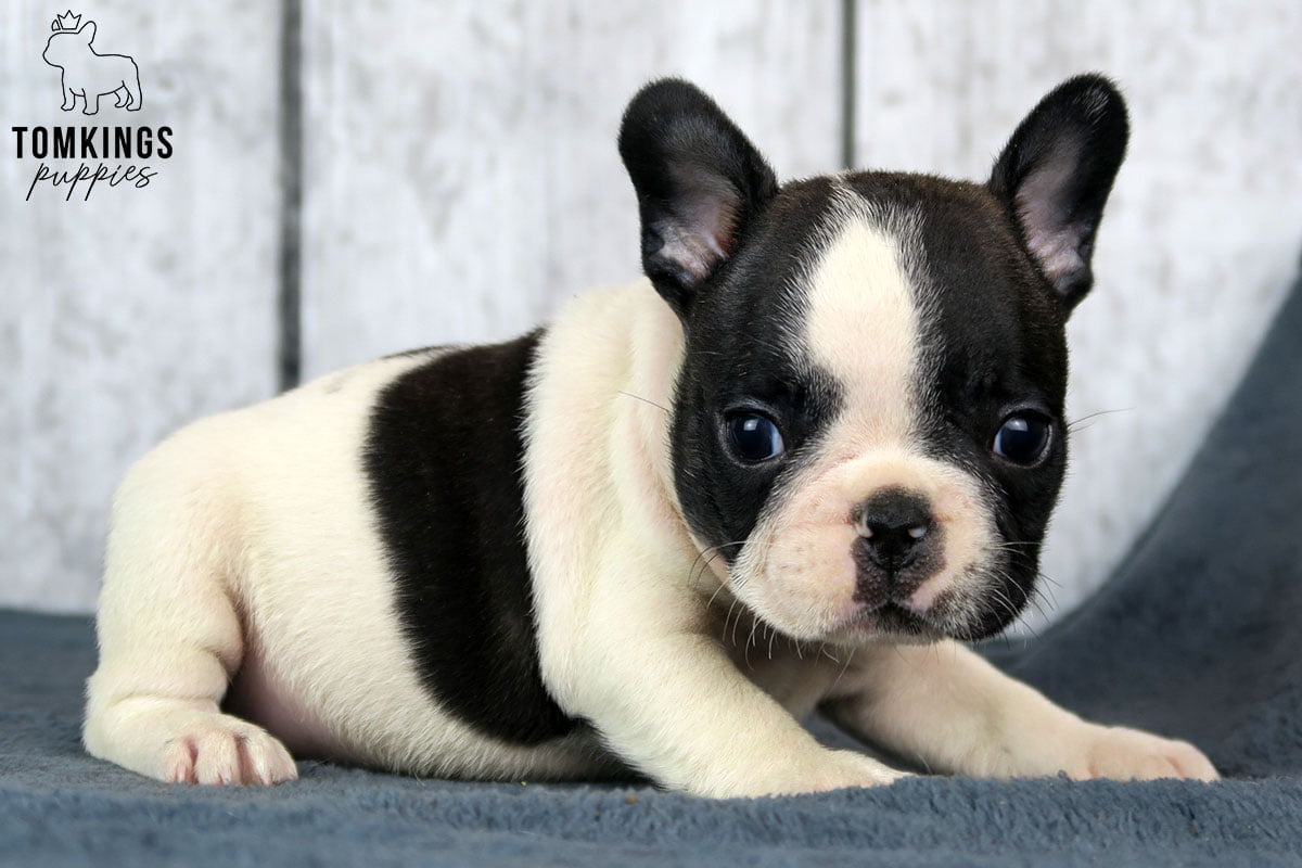 Black pied Frenchie TomKings Puppies 2