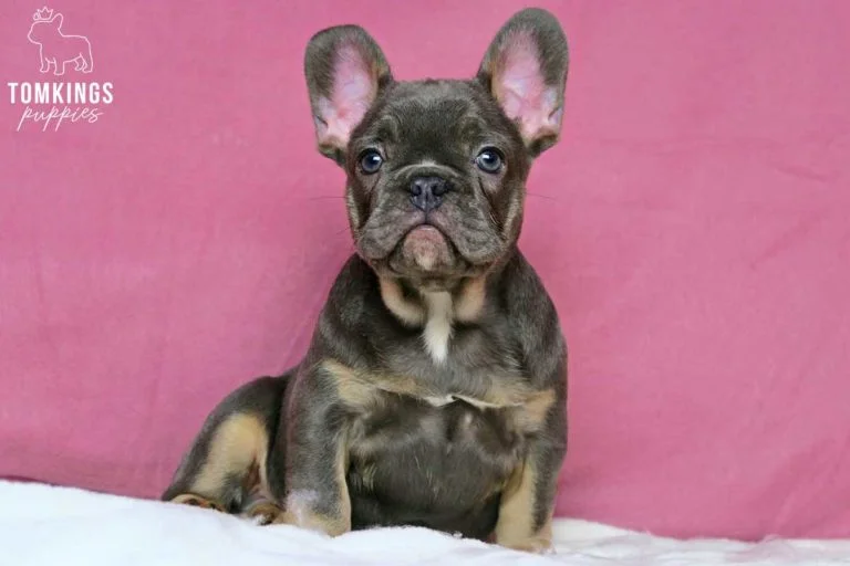 Blue and tan color Frenchie at TomKings Puppies