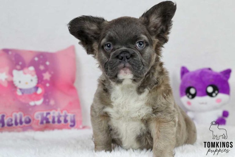 Fluffy French bulldog, Frenchie at TomKings Puppies