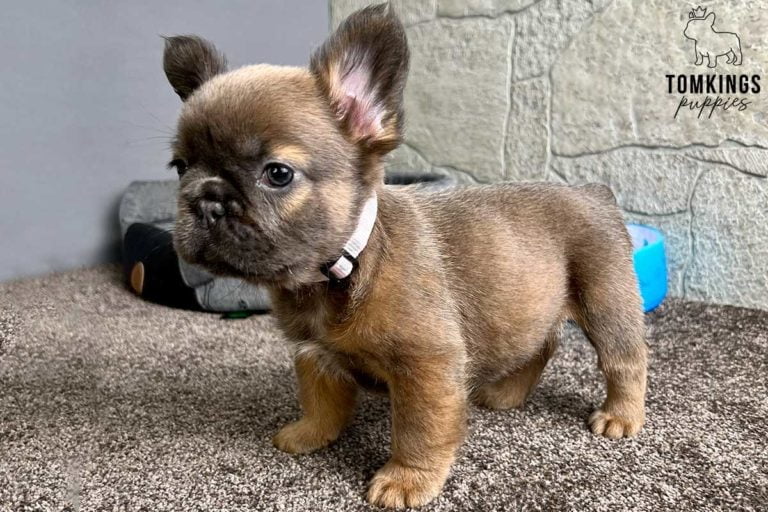 Fluffy French bulldog, Frenchie at TomKings Puppies