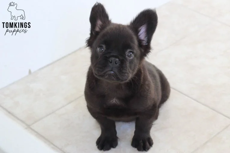 Fluffy French bulldog - TomKings Puppies