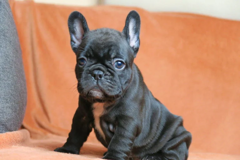 Black french bulldog - TomKings Puppies