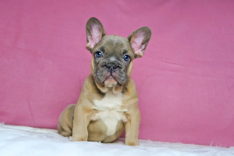 Blue fawn french bulldog - TomKings Puppies