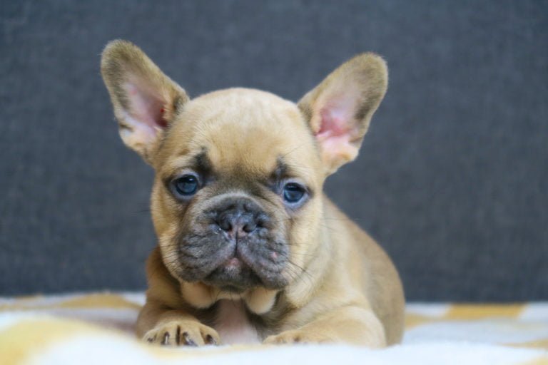Blue fawn french bulldog - TomKings Puppies
