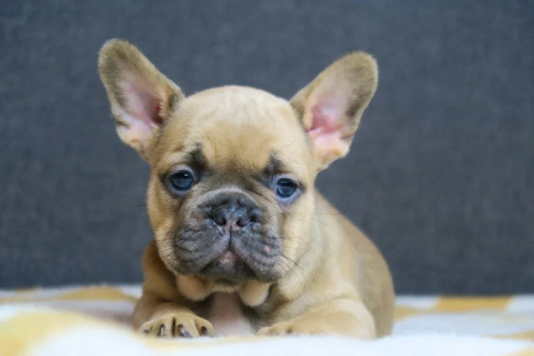 Blue fawn french bulldog - TomKings Puppies