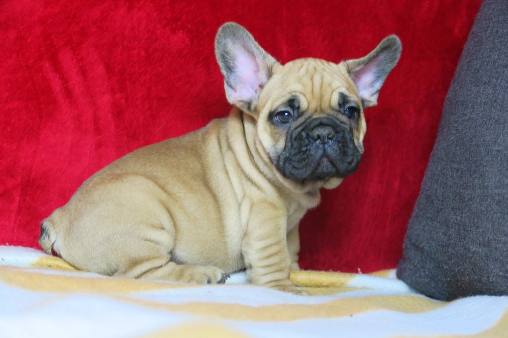 Why adopt a French Bulldog (puppy parents share their views) - TomKings Blog