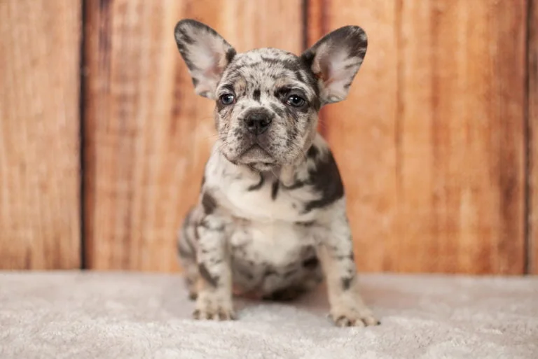 Merle and tan French bulldog - TomKings Puppies