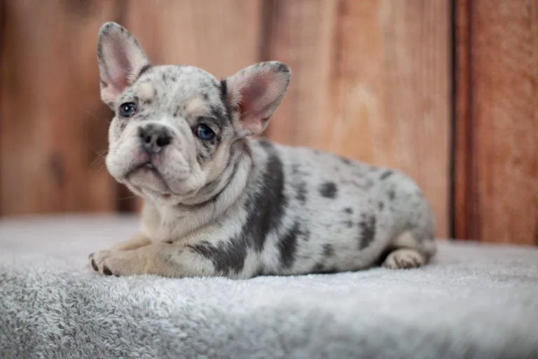 Merle and tan French bulldog - TomKings Puppies