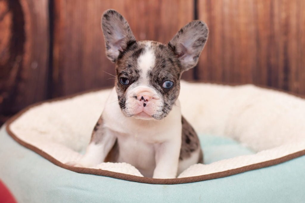 How much do French Bulldogs bark (and what do to if they bark a lot)? - TomKings Blog