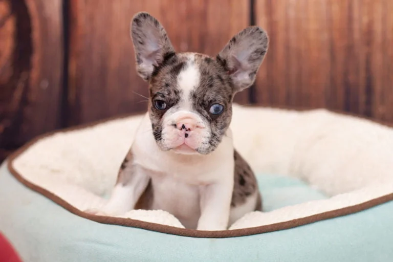 Merle French bulldog - TomKings Puppies