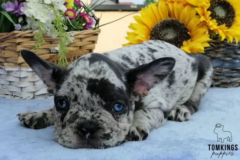 Merle French bulldog - TomKings Puppies