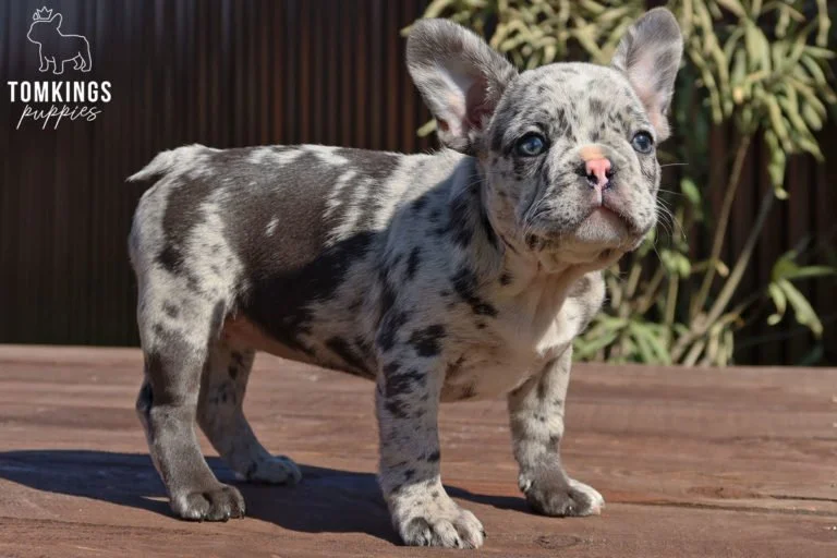 Merle French bulldog - TomKings Puppies