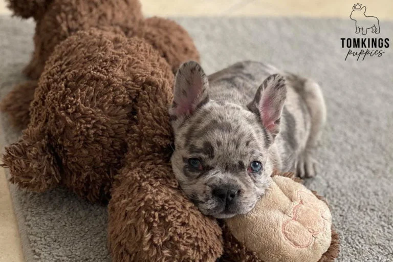 Merle French bulldog - TomKings Puppies