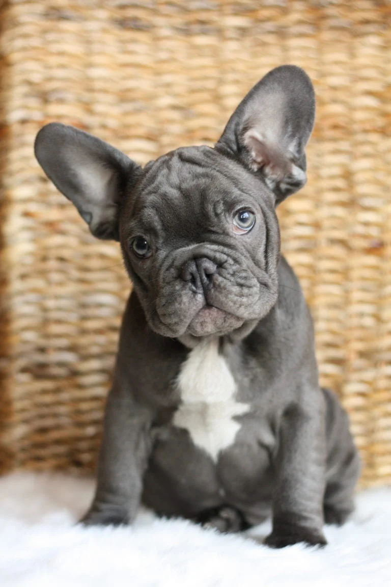 Blue French bulldog - TomKings Puppies