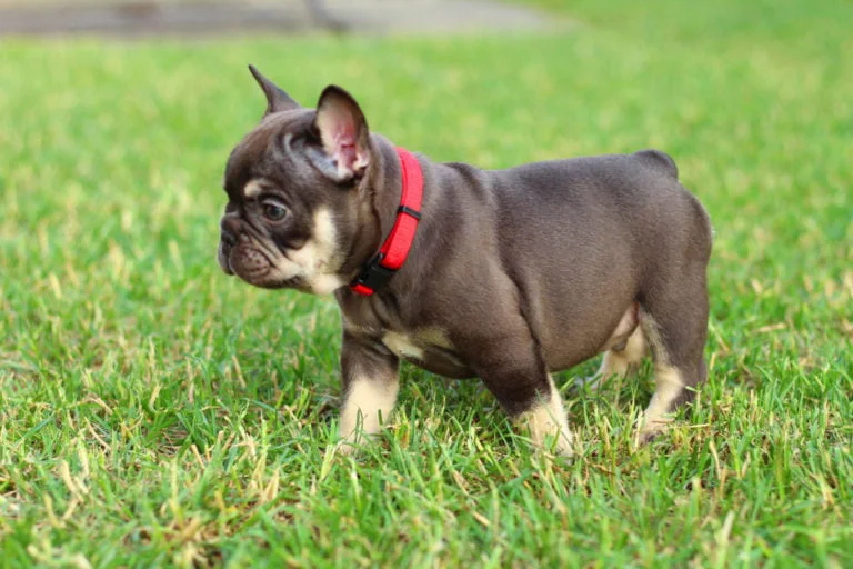 Choco and tan French bulldog - TomKings Puppies