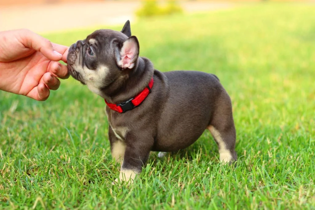 How much do French Bulldogs bark (and what do to if they bark a lot)? - TomKings Blog