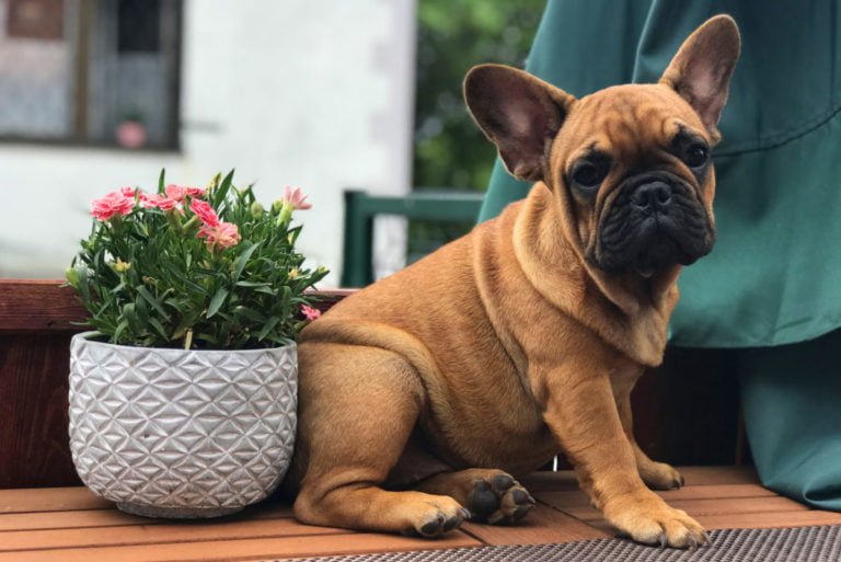 Red french bulldog - TomKings Puppies