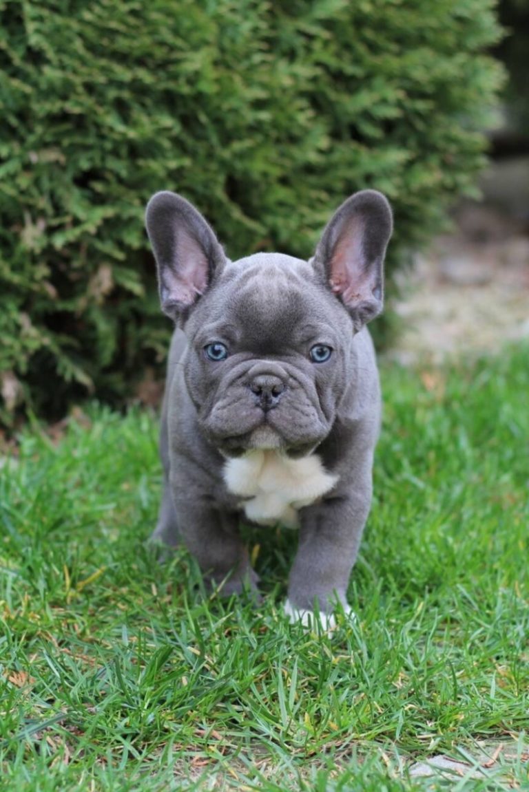 Blue French Bulldog - TomKings Kennel