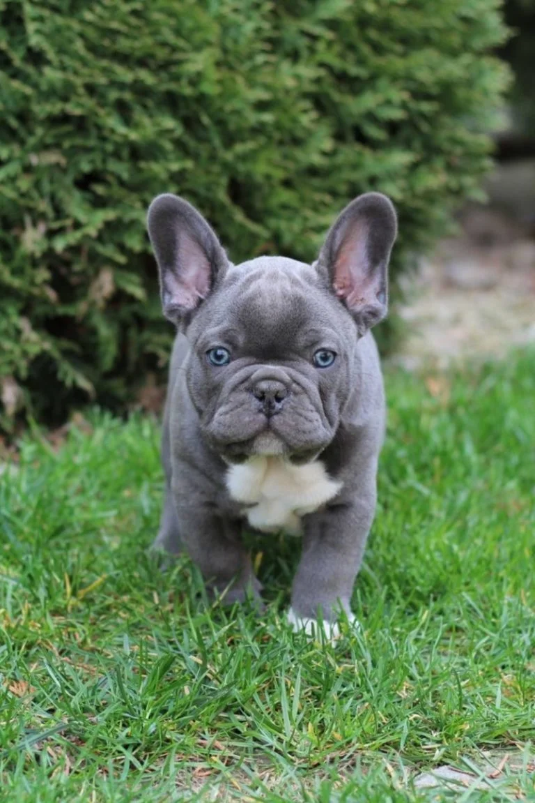 Blue French bulldog - TomKings Puppies