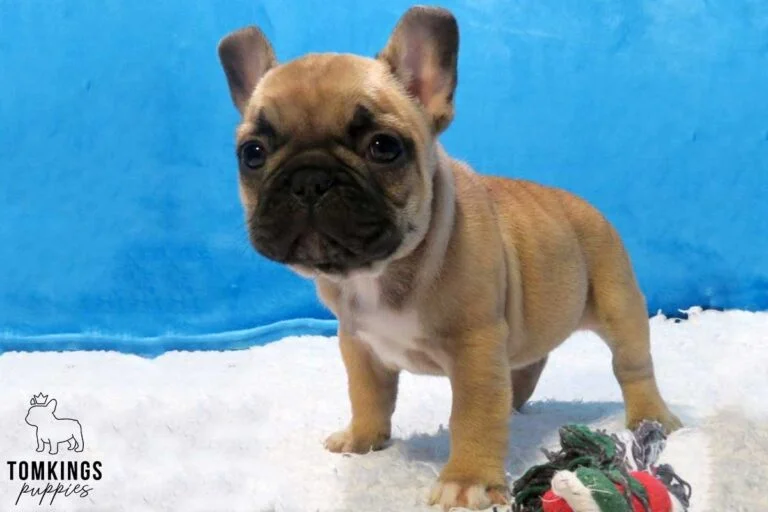 Red Fawn French bulldog puppies at TomKings Puppies