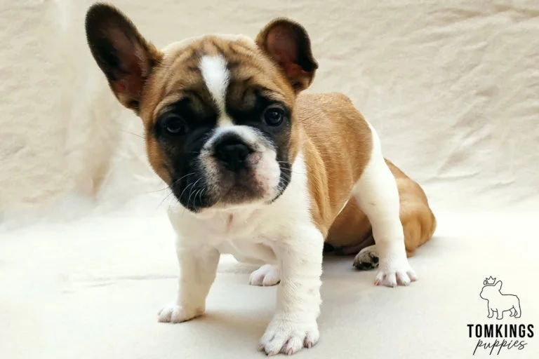 Red pied French bulldog - TomKings Puppies