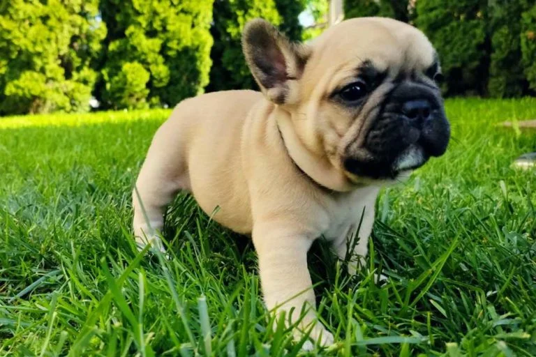 Beige french bulldog - TomKings Puppies