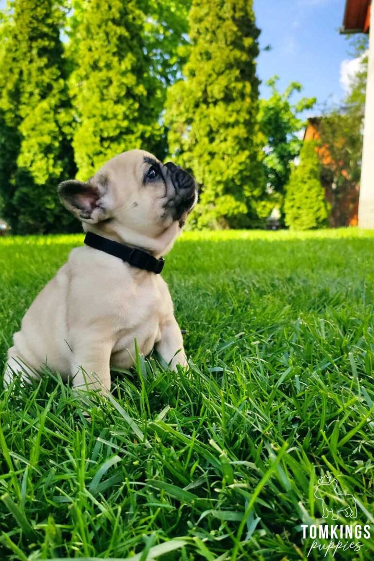 Beige French Bulldog - TomKings Puppies