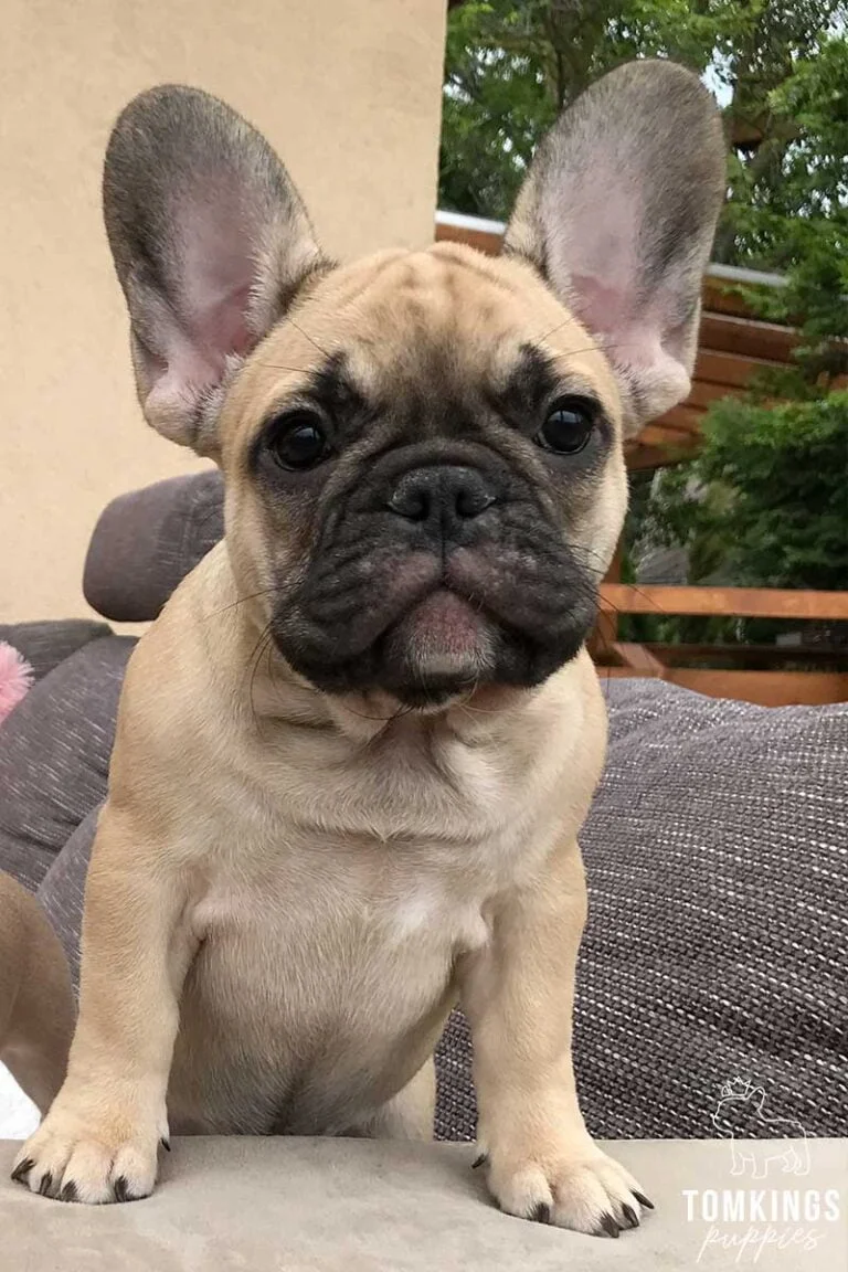 Beige French Bulldog - TomKings Puppies