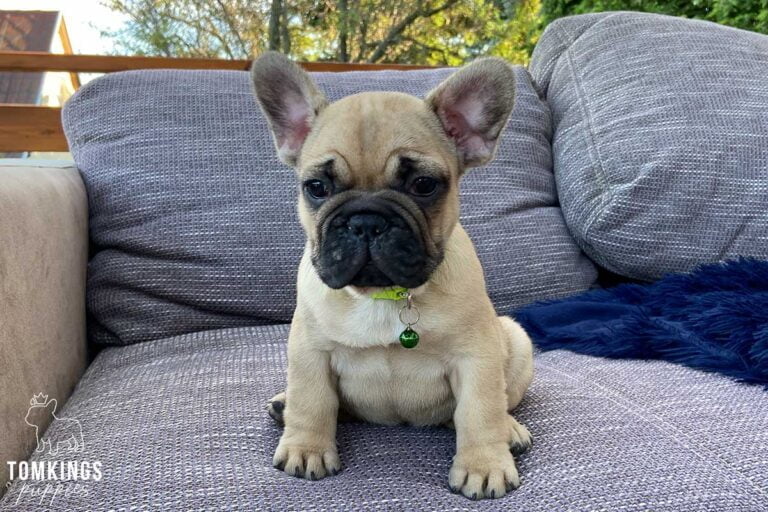 Beige French Bulldog - TomKings Puppies