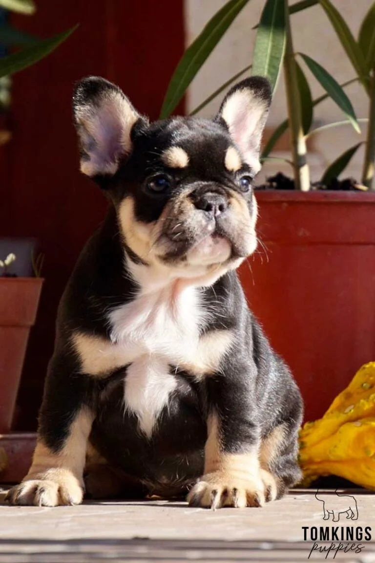 Black and tan French bulldog - TomKings Puppies