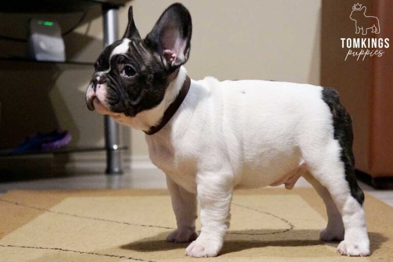 Blakc and white (Black pied French Bulldog at TomKings Puppies