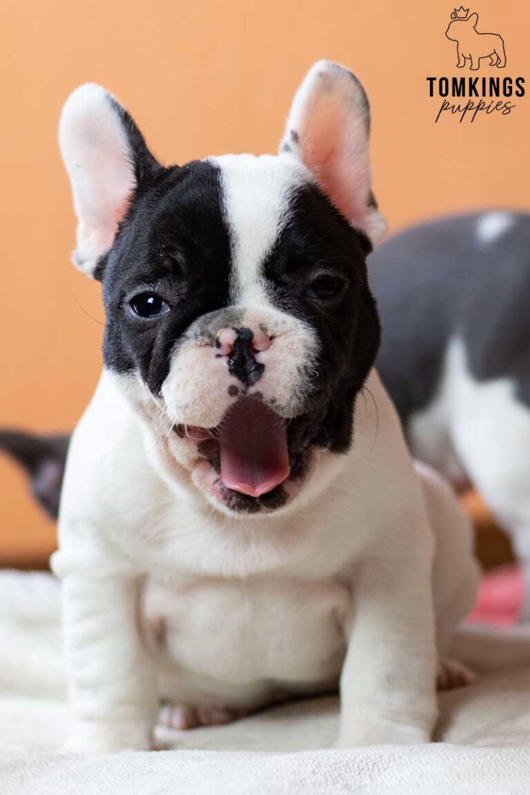 Blakc and white (Black pied French Bulldog at TomKings Puppies