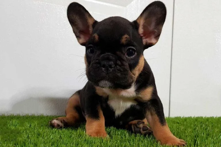 Black and tan French bulldog - TomKings Puppies