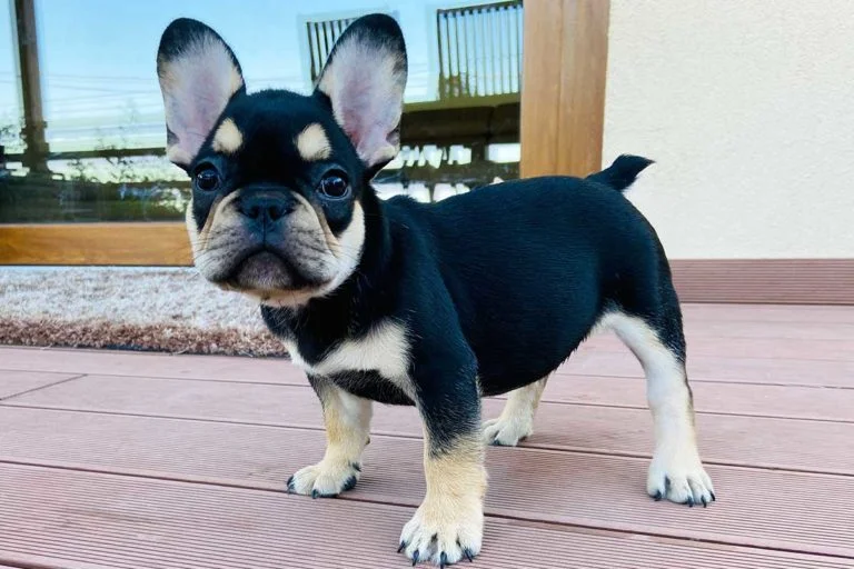 Black and tan French bulldog - TomKings Puppies