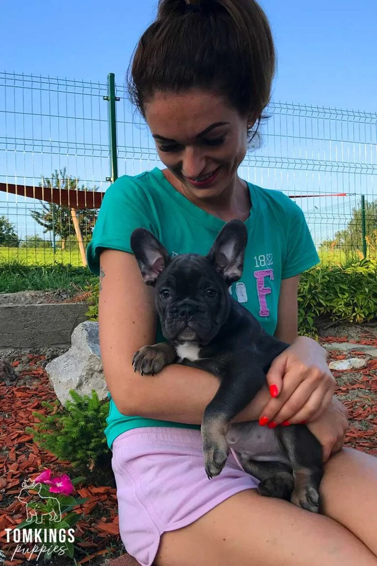 Blue and tan French Bulldog - TomKings Puppies