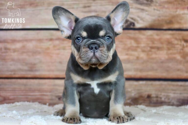 Blue and tan French Bulldog - TomKings Puppies
