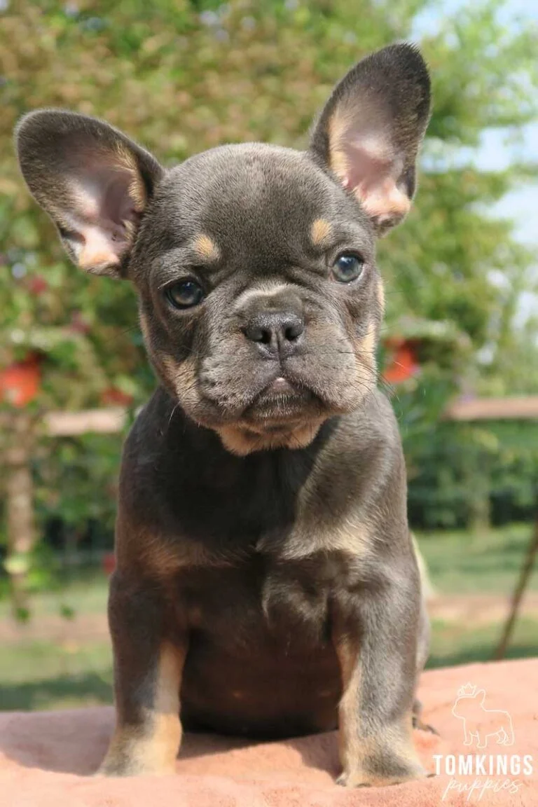 Blue and tan French Bulldog - TomKings Puppies