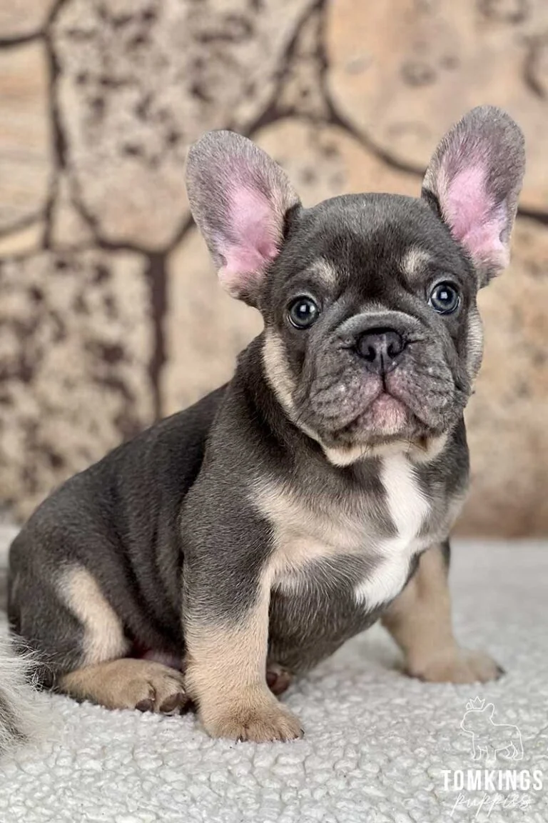 Blue and tan French Bulldog - TomKings Puppies