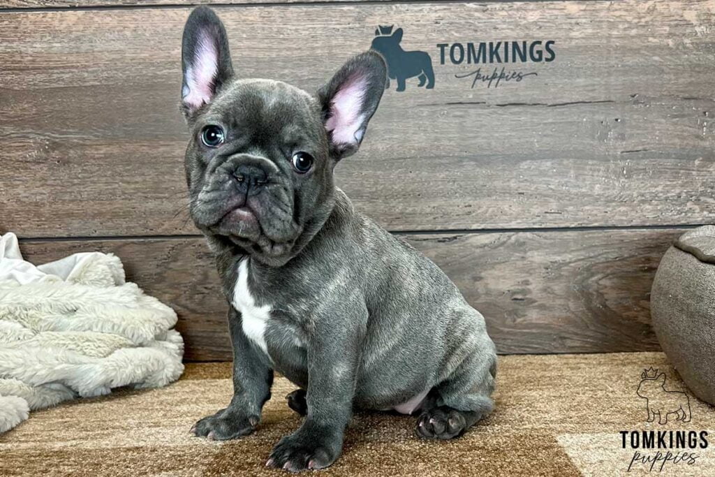 Blue brindle French Bulldog - TomKings Puppies