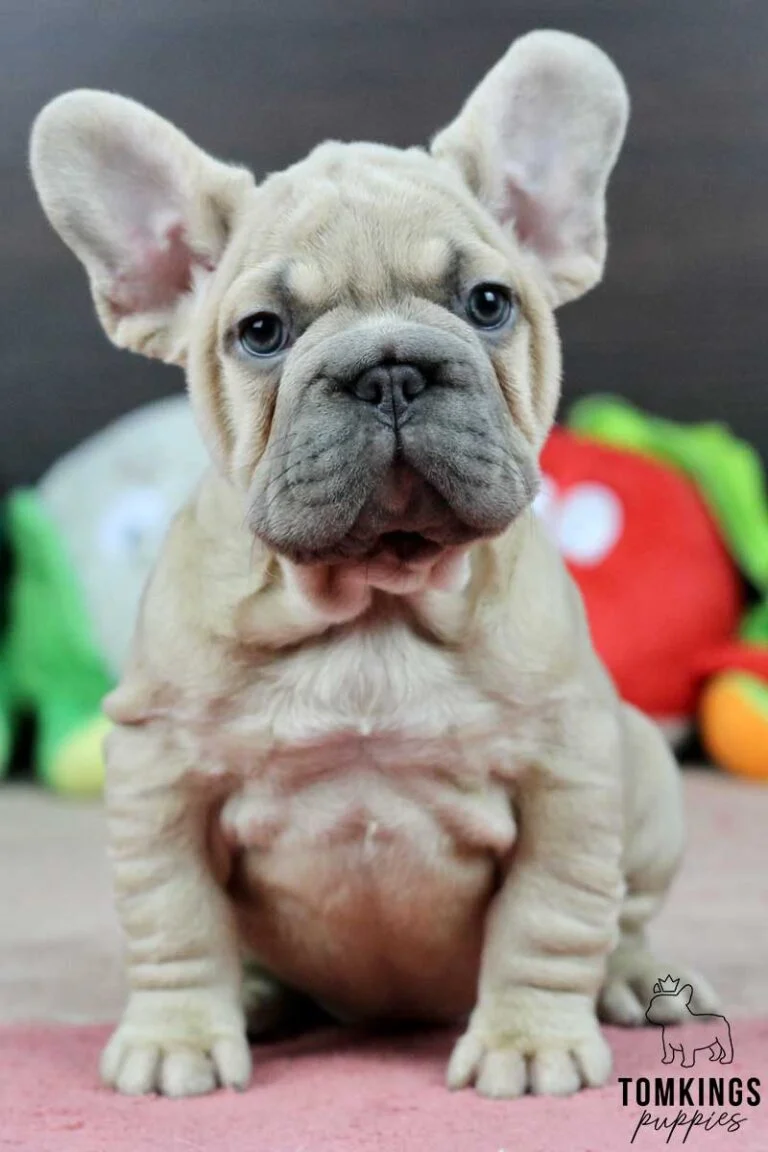 Blue fawn french bulldog - TomKings Puppies