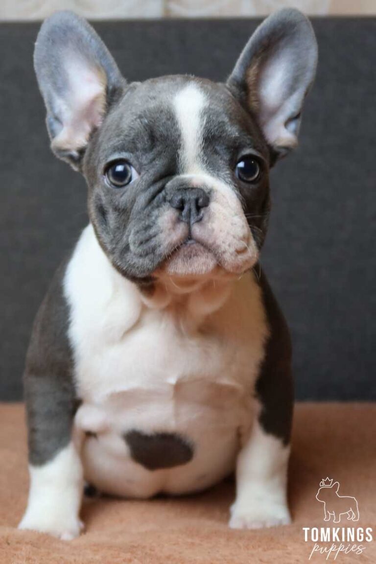 Blue pied French bulldog - TomKings Puppies