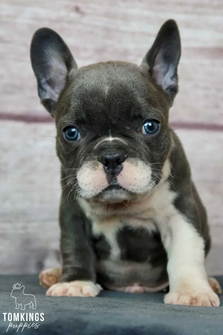 Blue pied French bulldog - TomKings Puppies