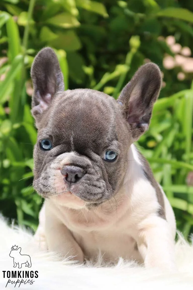 Blue pied French bulldog - TomKings Puppies