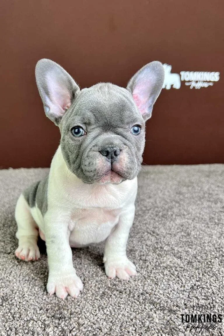 Blue pied French bulldog - TomKings Puppies