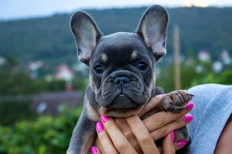 Blue and tan color Frenchie at TomKings Puppies