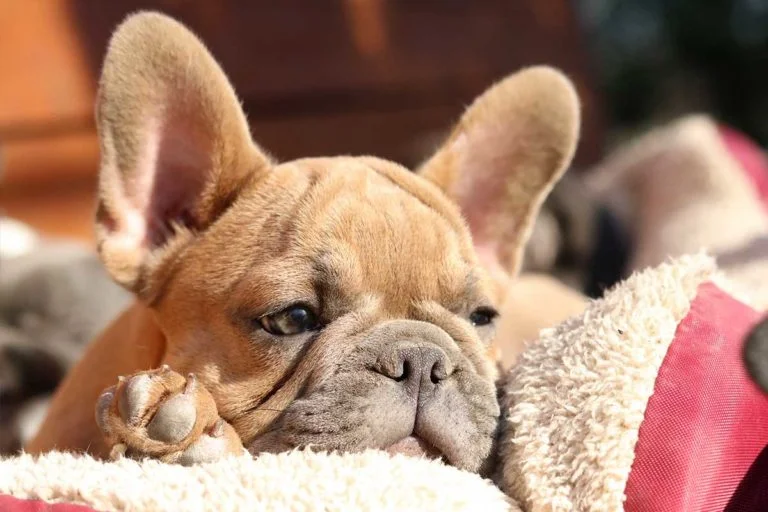 Blue fawn french bulldog - TomKings Puppies