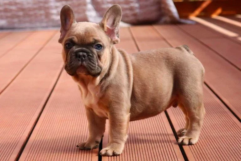 Blue fawn french bulldog - TomKings Puppies