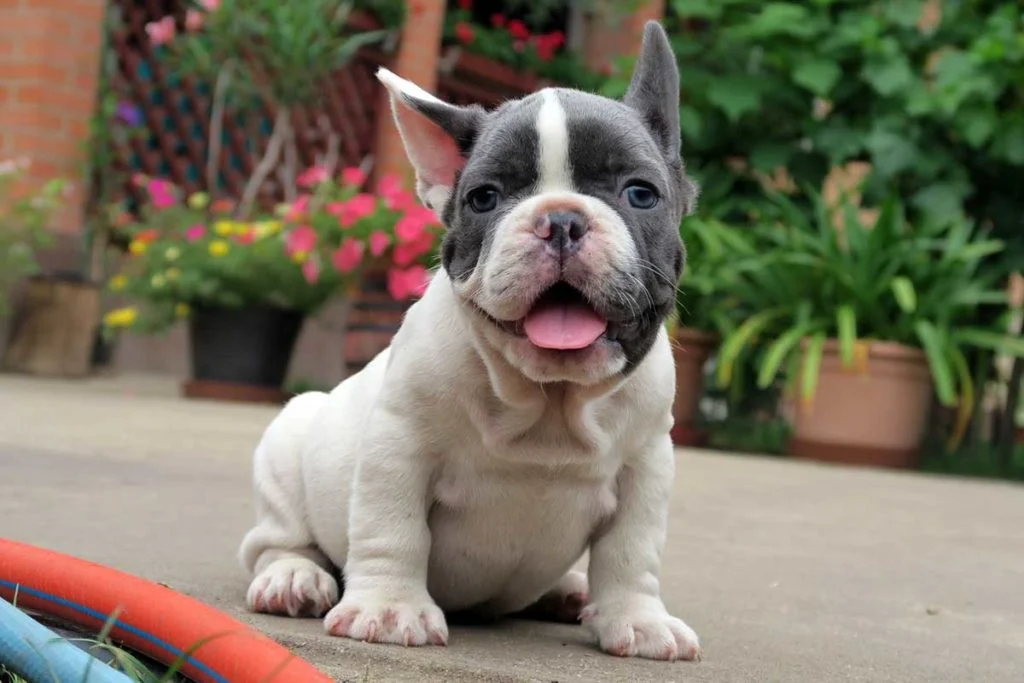 Blue pied French bulldog - TomKings Puppies
