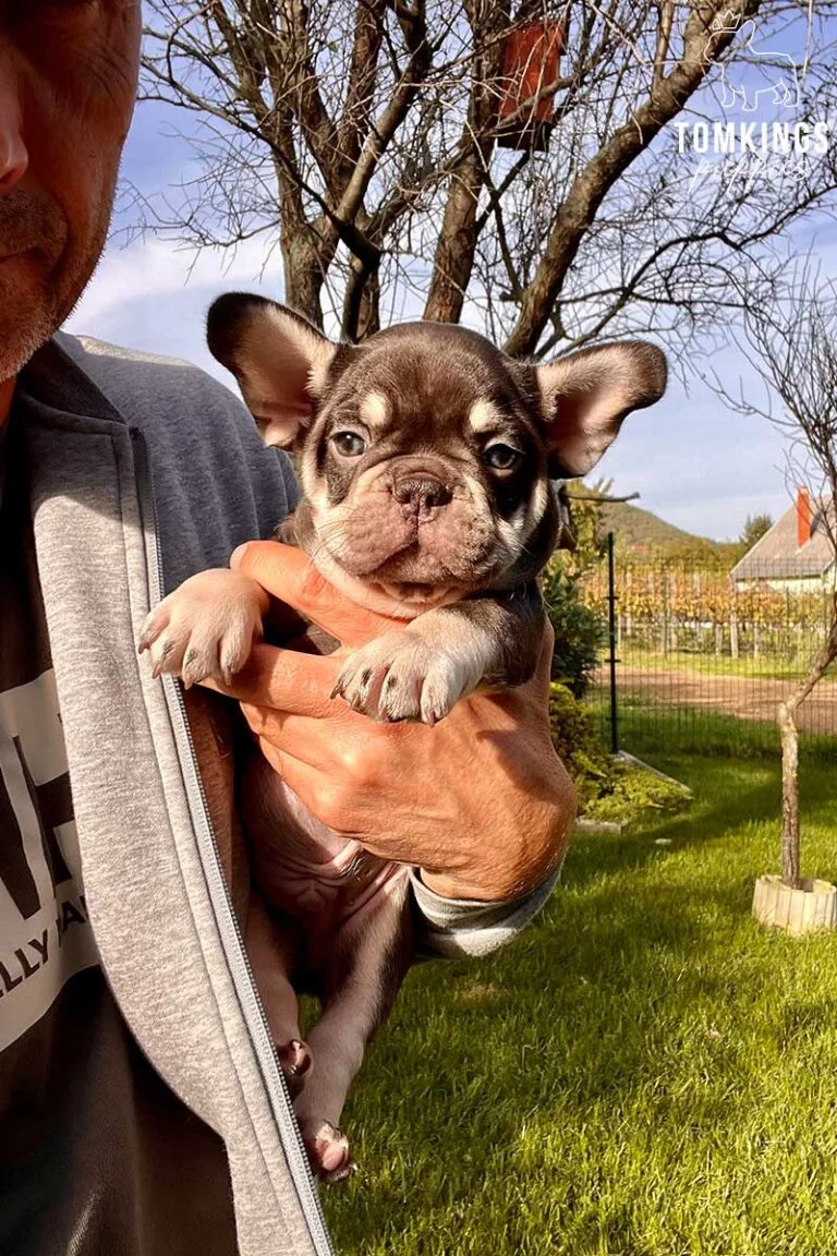 Choco and Tan French Bulldog at TomKings Puppies